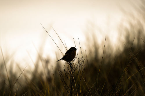 tarier femelle en contre-jour