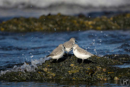 des bécasseaux sanderling se réfugient sur un rocher