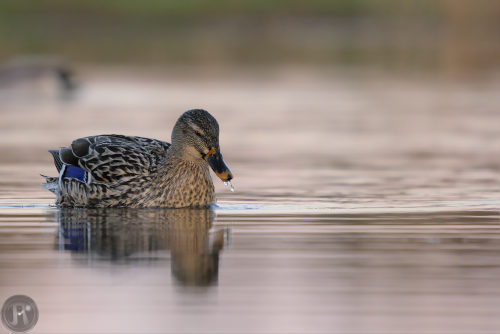 une cane et son reflet