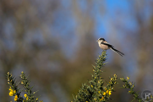 mésange à longue queue posée sur posée sur une branche de genêts