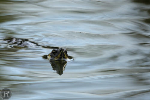 tortue de Floride dont seule la tête émerge