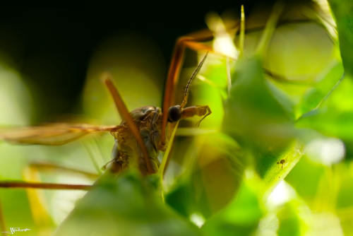 Cousin en macrophotographie