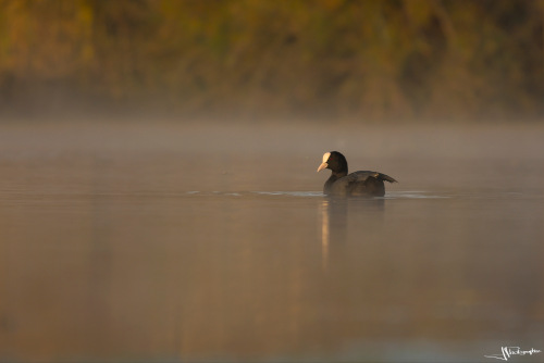 foulque macroule dans la brume