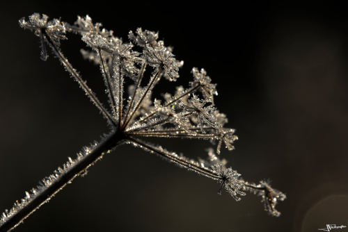 plante couverte de cristaux de givre