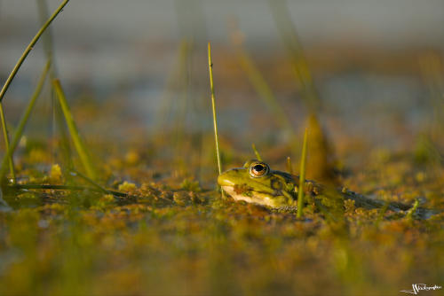 grenouille camouflée dans une mare