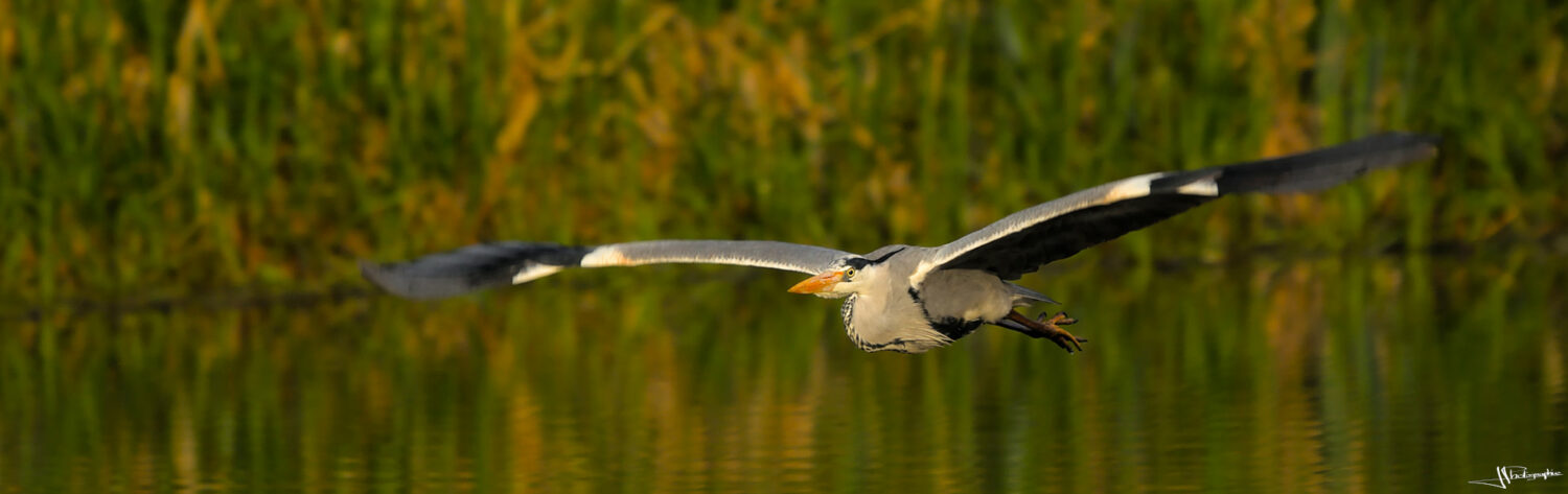 heron en vol