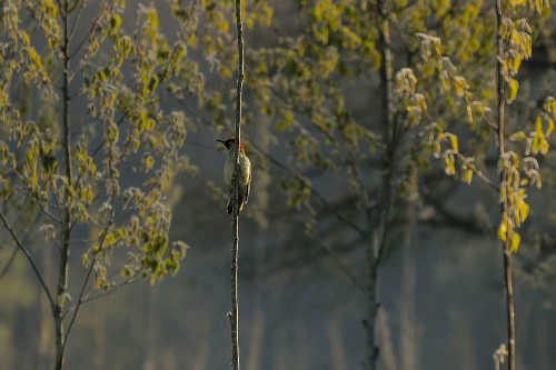 pic vert perché au petit matin