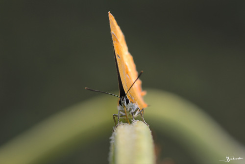 Thécla du bouleau en macrophotographie