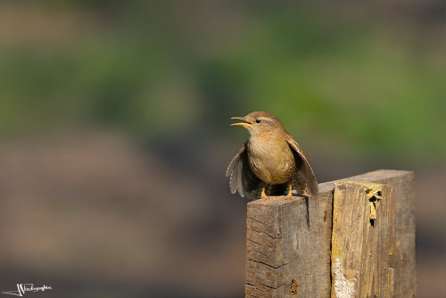 troglodyte mignon dans une posture originale