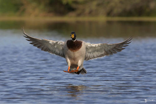 Canard colvert à l'atterrissage