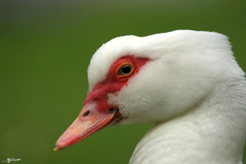 Gros plan d'un canard de barbarie blanc