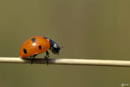 Coccinelle en macrophotographie posée sur une tige