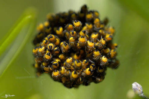 Cocon d'araignées épeires fasciées