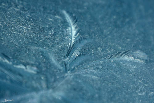 Givre en forme de plume sur une vitre