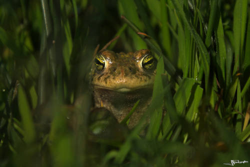 Grenouille verte de face