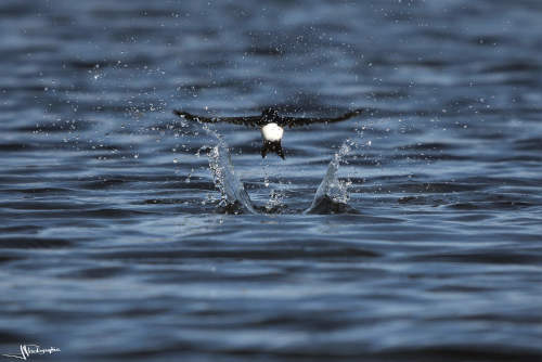 Hirondelle qui vient de toucher l'eau