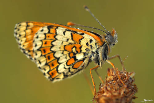 Mélitée orangée en macrophotographie