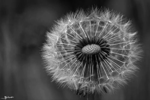 Cœur de pissenlit en noir et blanc