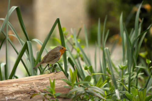 Rouge-gorge posé sur un tronc