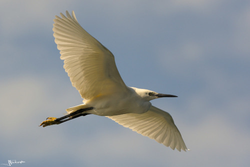 aigrette en vol