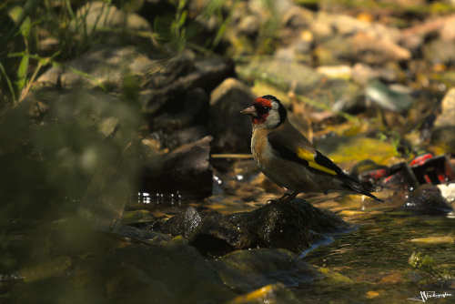 chardonneret élégant dans la pénombre