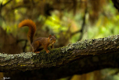 écureuil sur une branche de pin