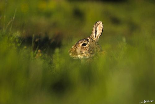 Lapin caché dans l'herbe