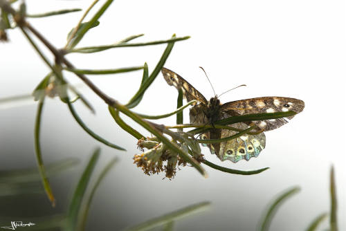 Papillon tircis à contre-jour