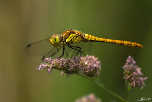 Libellule sympetrum vulgaire