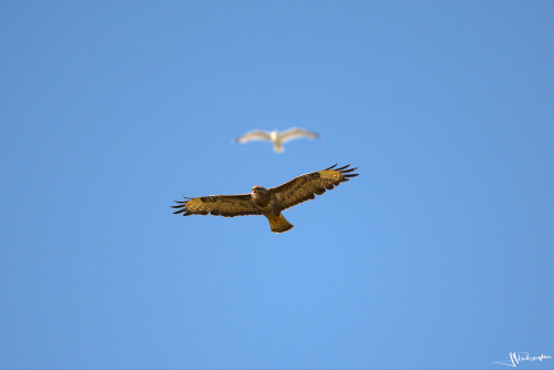 buse variable en vol suivie par un goeland