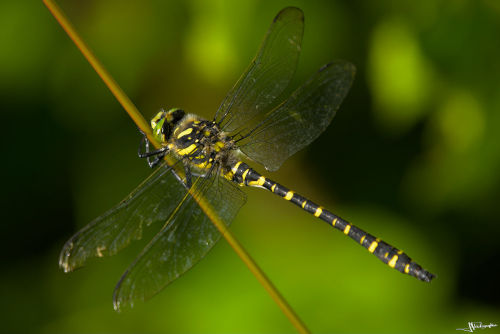 libellule cordulégastre annelé déployée