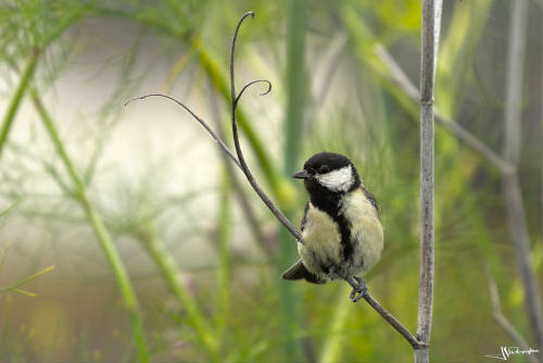 mésange noire posée sur une jolie branche