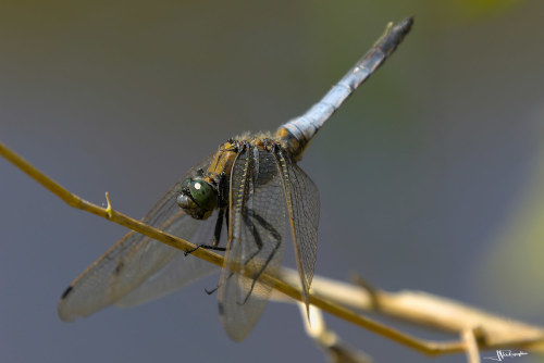 libellule orthetrum reticule male