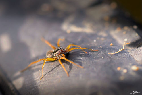 araignée sur un pneu de vélo