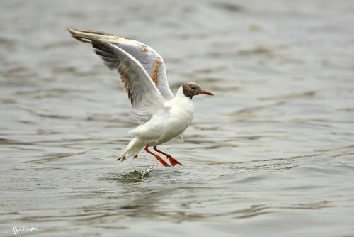 mouette rieuse avec des gouttes d'eau sur la mer