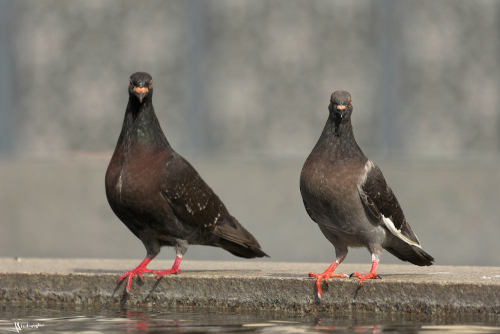 deux pigeons posés dans la même posture