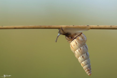 turritella sur une brindille